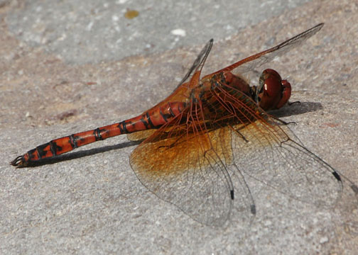 Red rock skimmer &ndash; Paltothemis lineatipes